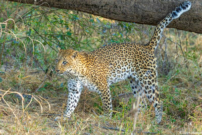 Zambia-Lower Zambezi Leopard