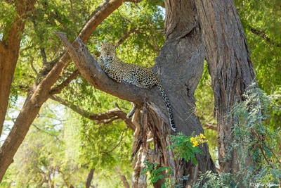 Zambia-Lower Zambezi Leopard Tree