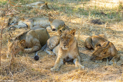 Zambia-Lower Zambezi Lions