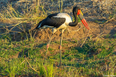 Zambia-Lower Zambezi Saddle Billed Stork