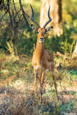 Zambia-Male Impala
