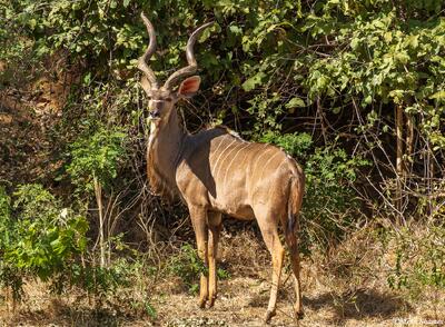 Zambia-Male Kudu