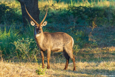 Zambia-Male Waterbuck