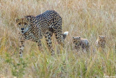 Zambia-Mother Cheetah and Cubs