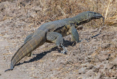 Zambia-Nile Monitor
