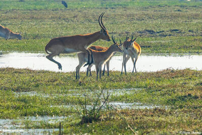 Zambia-Red Lechwe Jumping