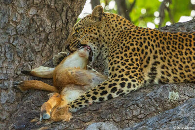 Zambia-South Luangwa Leopard Eating