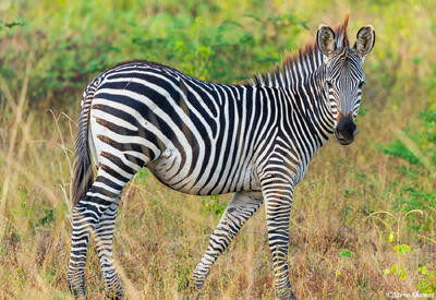 Zambia-South Luangwa Zebra