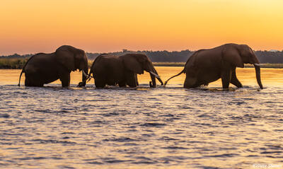 Zambia-Sunset Elephant Crossing