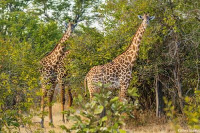 Zambia-Twin Giraffes