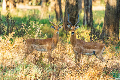 Zambia-Twin Impalas