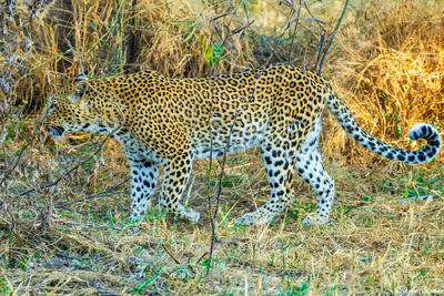 Zambia-Walking Leopard