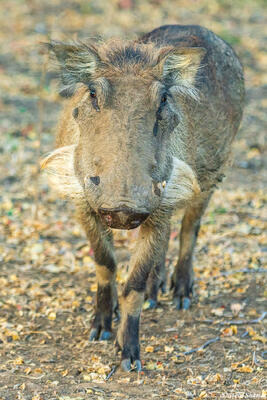 Zambia-Warthog Whiskers