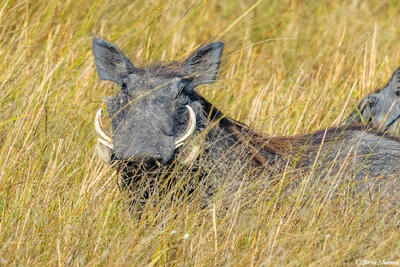 Zambia-Warthog in High Grass