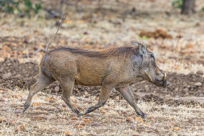 Zambia-Warthog Running