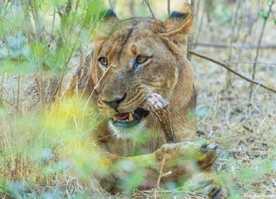 Zambia-Zambezi Lioness Eating