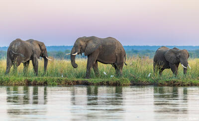 Zambia-Zambezi River Elephants