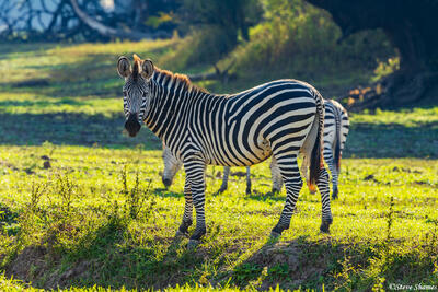 Zambia-Zebras