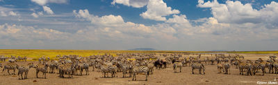 Zebra Panorama