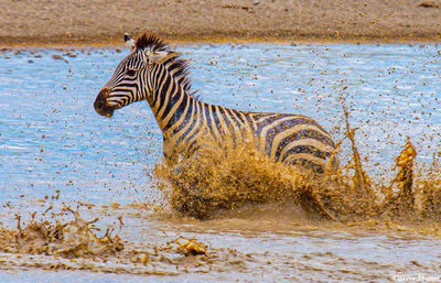 Zebra Splashing in Waterhole