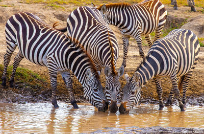 Zebrachronicity