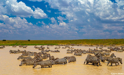 Zebras in Serengeti Waterhole