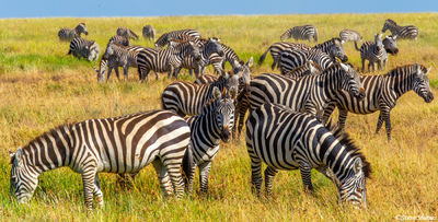 Zebras Munching Grass