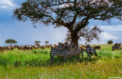 Zebras Under Tree