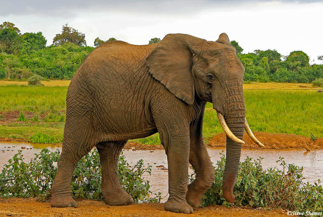 Aberdare Elephant print