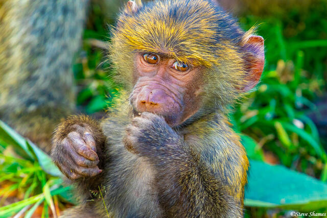 Africa-Baby Baboon print