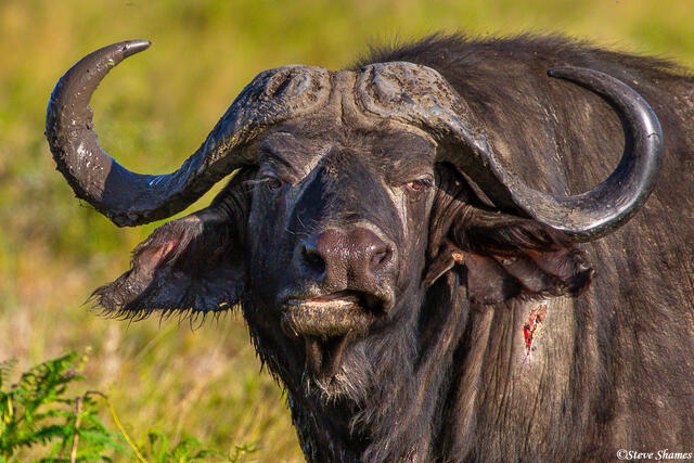 Africa-Cape Buffalo Portrait print