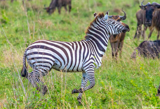 Africa-Galloping Zebra print