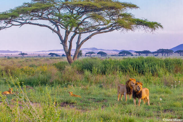 Africa-Lion Pride Males print