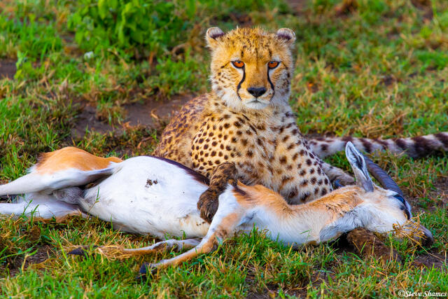 Africa-Thomsons Gazelle Kill print