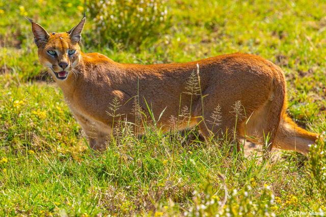 Africa-Caracal print