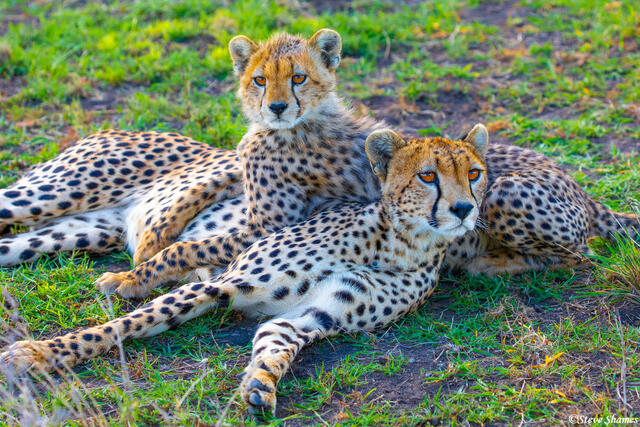 Africa-Cheetah and Son print