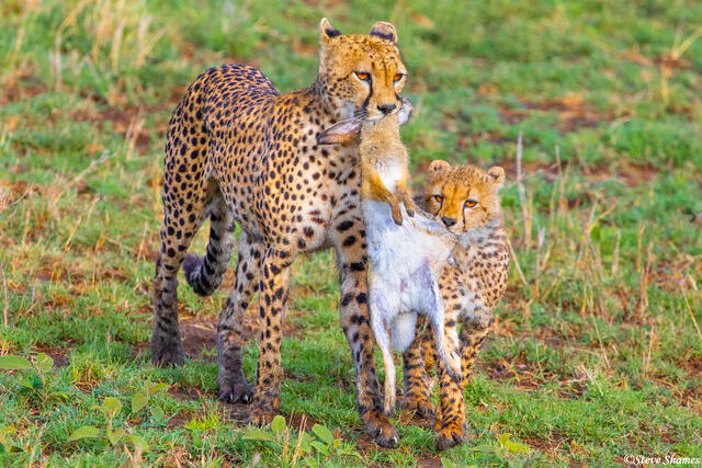 Africa-Cheetah Carrying Rabbit print
