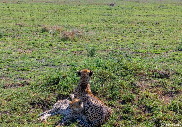 Africa-Cheetah Chase 01 print