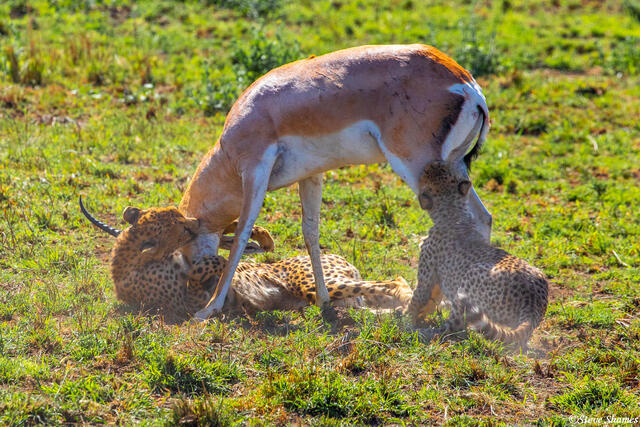 Africa-Cheetah Chase 14 print