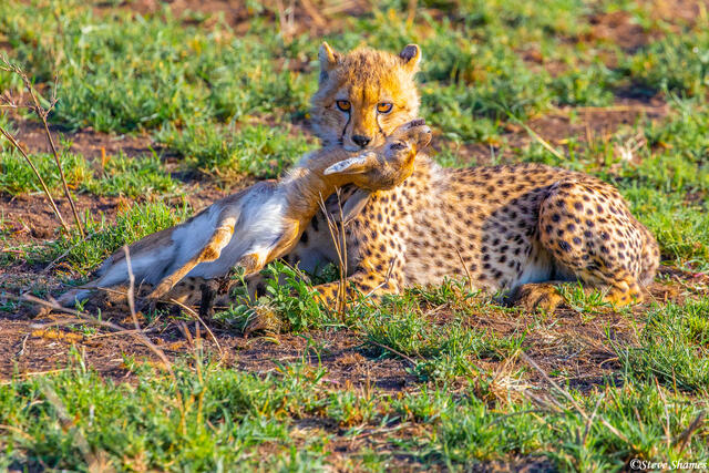 Africa-Cheetah Cub Gazelle Kill print