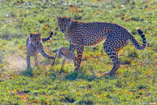 Africa-Cheetahs Playing With Gazelle print