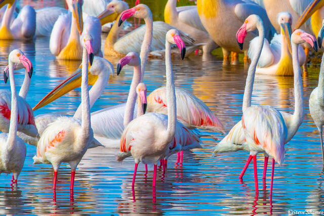Africa-Colorful Flamingos print