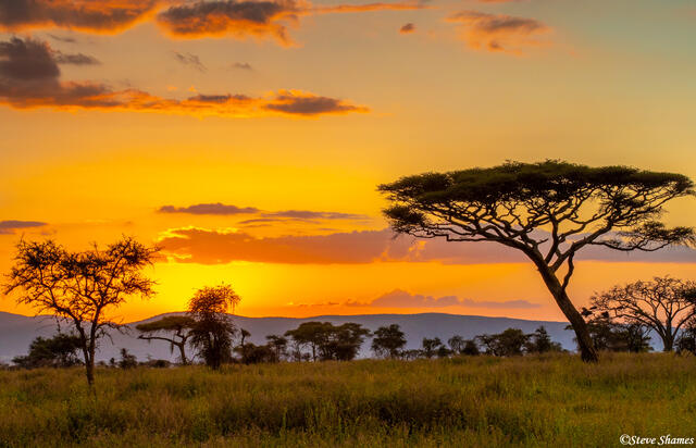 Africa-Flat Top Acacia Sunset print