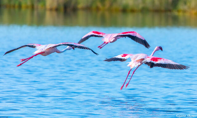 Africa-Flying Flamingos print