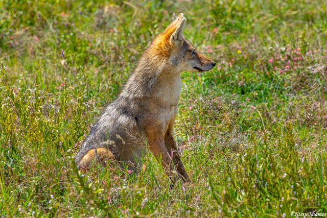 Africa-Jackal in the Grass print