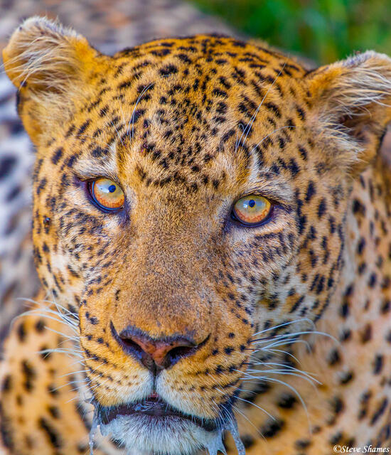 Africa-Leopard Portrait print