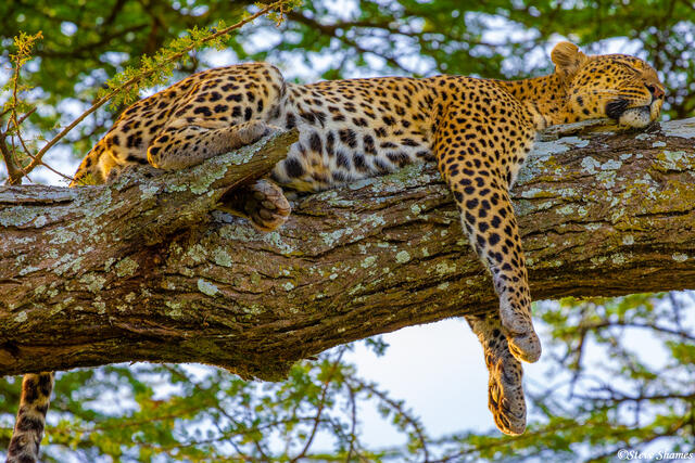 Africa-Leopard Snoozing print
