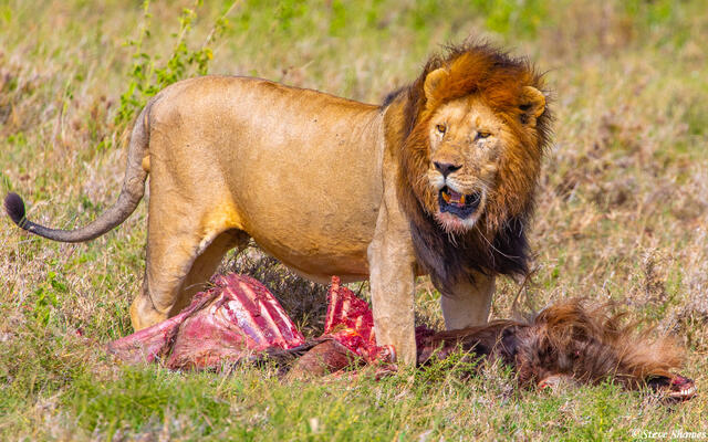 Africa-Lion Dragging Kill print