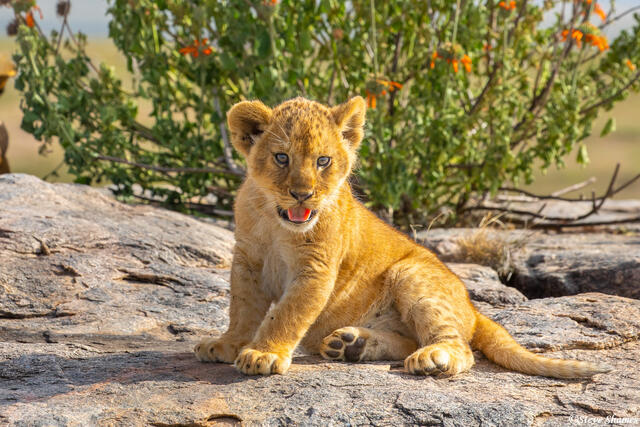 Africa-Little Lion Cub on Rock print