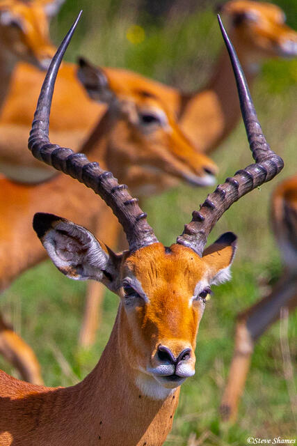 Africa-Male Impala Portrait print